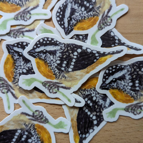 Spotted Pardalote Sticker